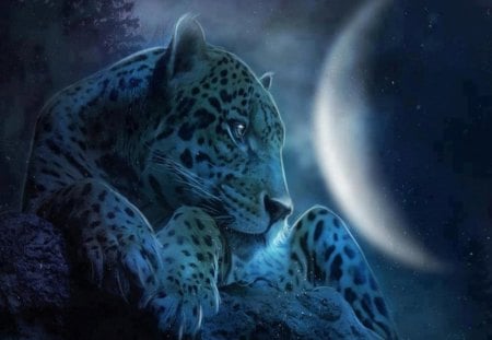 Moonlight leopard - moon, cat, winter, night, waiting, leopard, wild, rock, look