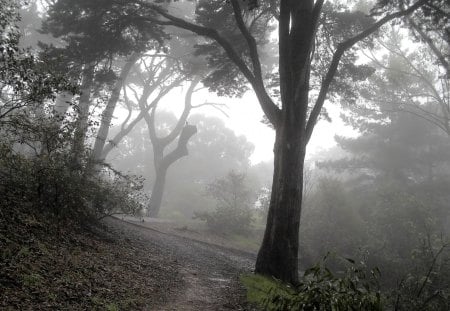 foggy day - tree, day forest, foggy, road