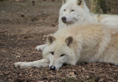 Arctic Beauties - pair, wolves, predator, wolfpark