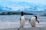 Gentoo penguins on stones