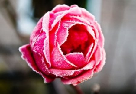 The Frozen Rose - nature, pretty, pink, frozen, rose, flower