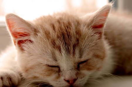 Red kitten sleeping