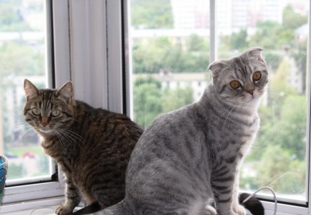 Two Cats on a windowsill - window, feline, cats, windowsill