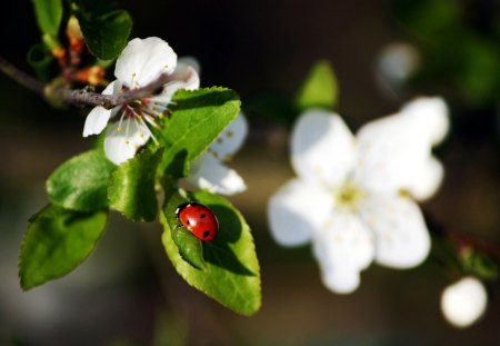 Lady in spring - ladybug, blossoms, red, green, leaves, spring