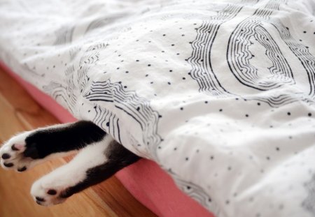 ...hidden... - bed, under, blanket, pws, two, cat