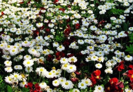 Lazy Daisy Field - nature, field, flowers, daisies