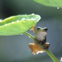 Green Leaf Frog