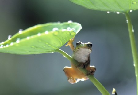 Green Leaf Frog - frogs, entertainment, photography, other