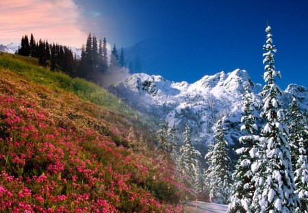 Winter To Spring - season, sky, trees, collage, winter, blooms, mountains, spring, snow, flowers