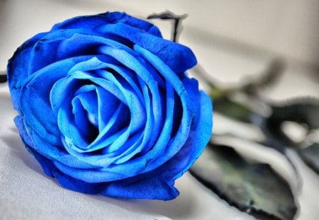 Blue Rose - flowers, flower, blue rose, roses