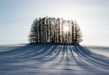 Light and Shadow - SNOW, TRESS, light, shadow, WINTER