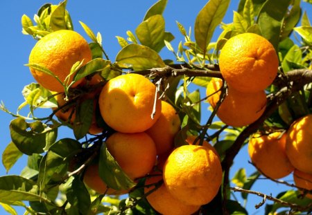 *** Oranges on the tree branches *** - oranges, branches, trees, nature