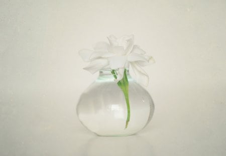 Innocent Thought♥ - vase, forever, gardenia, beautiful, love, crystal, flowers, fresh, white, nature, single, green, bright