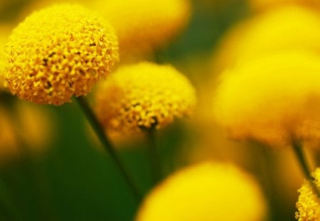 Drops Of SunShine♥ - warmth, yellow, forever, drops, sunshine, love, brilliant, light, flowers, fresh, nature, green, bright, garden