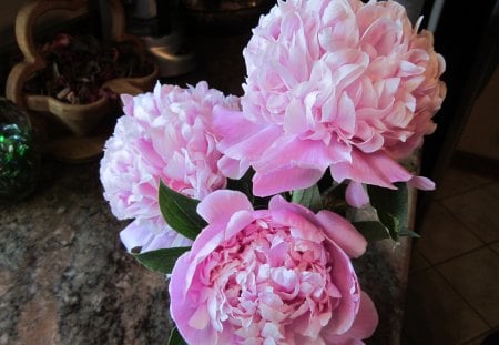 ♥♥♥ Pink Trio ♥♥♥ - pretty, summer, forever, beautiful, innocent, lovely, love, pink, sweet, peonies, flowers, wonderful, nature, trio