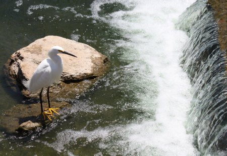 White Crane - rock, bird, water, park