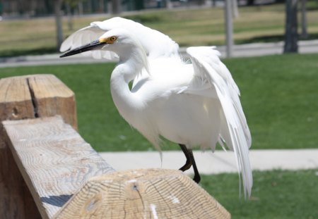 Crane on Wooden Bridge - animal, water, park, bird