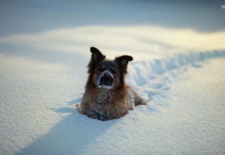 Playtime In The Snow - large, fun, winter, snow, dog, german shepherd, pet, animal, loyal