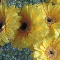 Yellow Gerbera Daisies