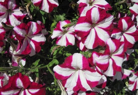 Peppermint Petunias at my garden  - white, red, photography, green, petunias, flowers