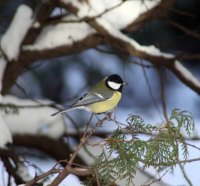 Chickadee Bird