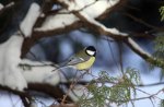 Chickadee Bird