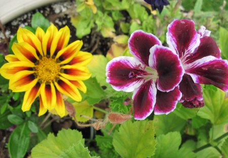 Orange Daisy in my garden - purple, flowers, yellow, white, geranium, photography, orange, daisy, green