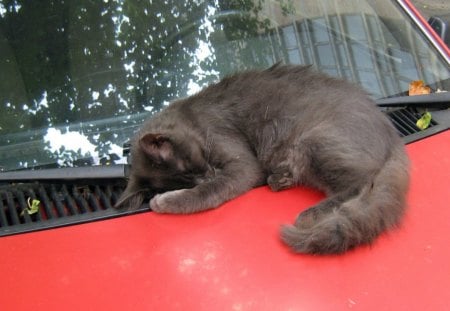 ~ Warm Catnapping - sleeping, snooze, cat, car bonnet