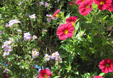 Red Petunias in my garden - pink, photography, petunias, green, flowers