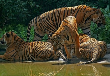 tiger family - river, males, bushes, cats, animals