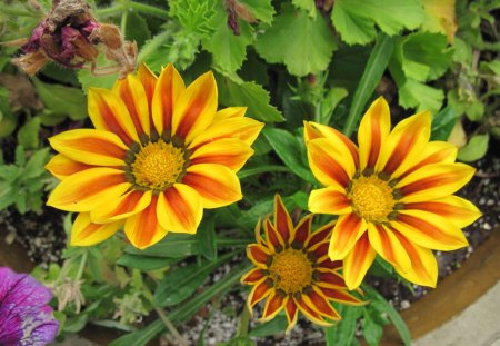 Sunny Daisies in my garden - flowers, photography, orange, yellow, green, daisy