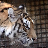 Amur Tiger