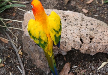 Sun Conure on Rock - rock, bird, dirt, home