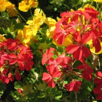 My Red and yellow Geranium