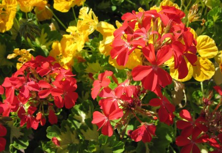 My Red and yellow Geranium - red, geranium, flowers, photography, yellow, green