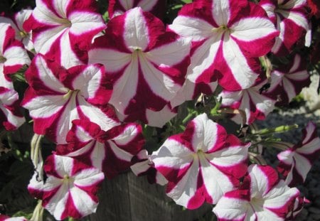 Petunias in my acres - white, red, photography, green, petunias, flowers