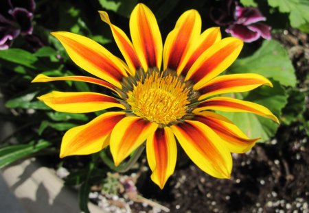 Gazania Daisy flowers in my acres - Flowers, yellow, purple, green, photography, Daisy, orange