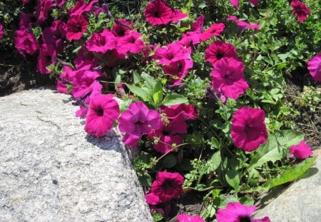 Petunias in my acres - nature, Flowers, geen, photography, rock, petunias