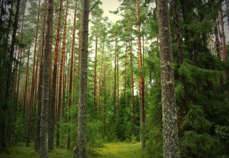 Green forest - tree, forest, green, grass