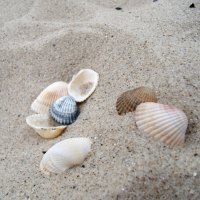 Seashells