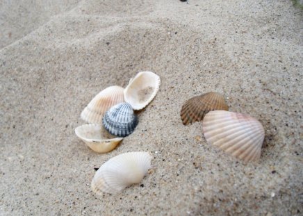 Seashells - seashells, coloured, sand, beach