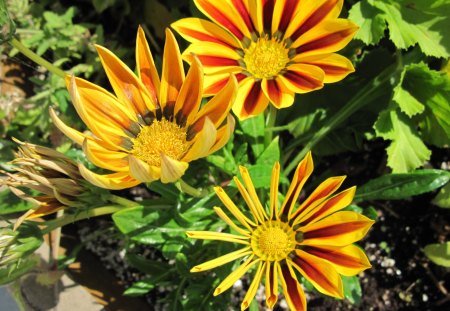 Daisies open with the sunshine - flowers, photography, orange, yellow, green, daisy