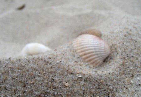 Shells On The Beach - seashells, shells, beach, sand