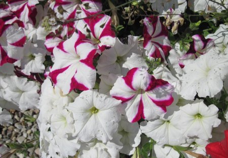 Petunias need at least five hours of sunlight every day - white, red, flowers, photography, petunias