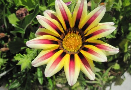 An Amazing morning on my acres - flowers, photography, orange, yellow, green