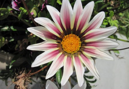 Sunshine Daisy in the morning on Acres - white, Flowers, yellow, green, photography, Daisy