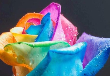 Colorful Rose - colorful rose, wonderful rose petals, magic, tenderness, super, amazing, purple, yellow, pink, blue, orange, green, colors, flower