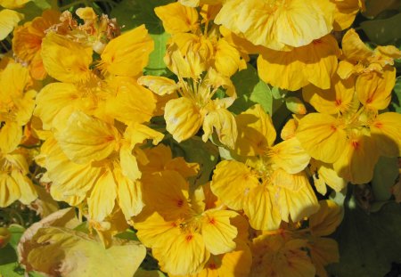 Simply Yellow - nature, Flowers, yellow, green, photography