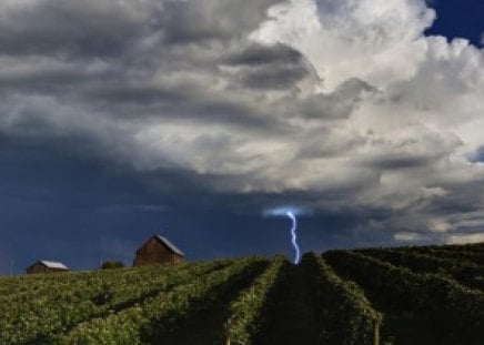 Lightning over the vineyard - vineyard, field, grape, lightning