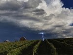 Lightning over the vineyard